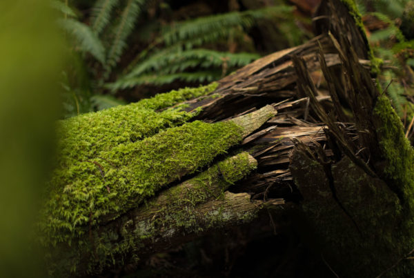 detail of mossy log