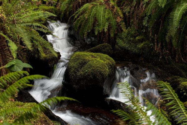 stream with ferns and mossy rock