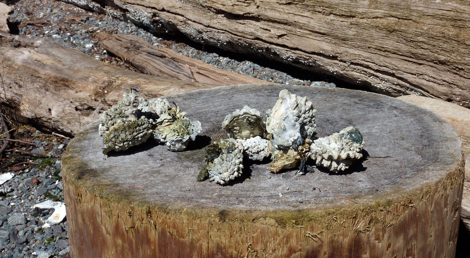 oysters on a stump