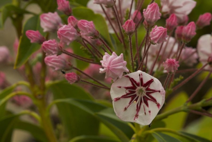 Swamp Laurel in bloom. Pink blossoms