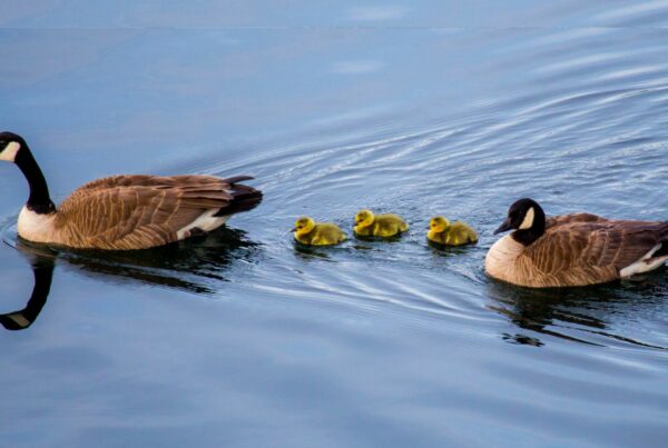 Pair of Canada geese with 3 goslings