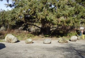 veteran sitka spruce protected by large rocks