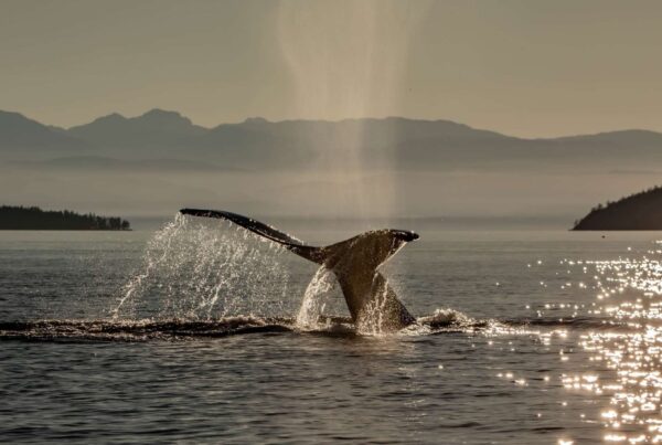 Humpback whale tail with puff of spray lingering above